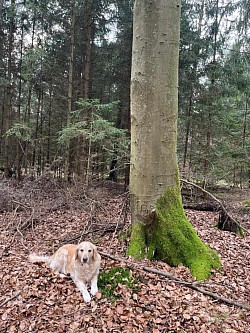 Mischwald+ Hund