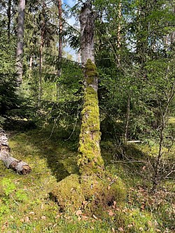 Moos auf Baum