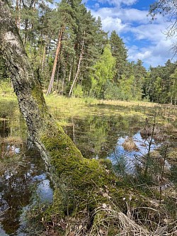 Moor, Moos, Baum